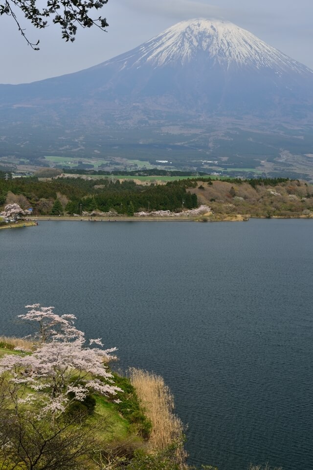 田貫湖・桜と富士山の写真