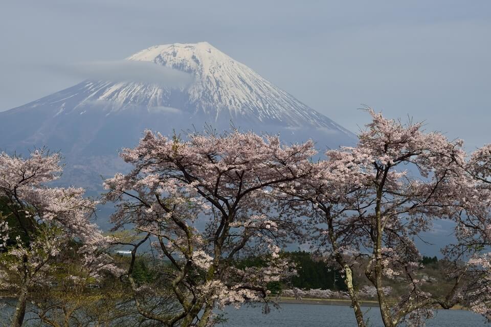 田貫湖・桜と富士山の写真