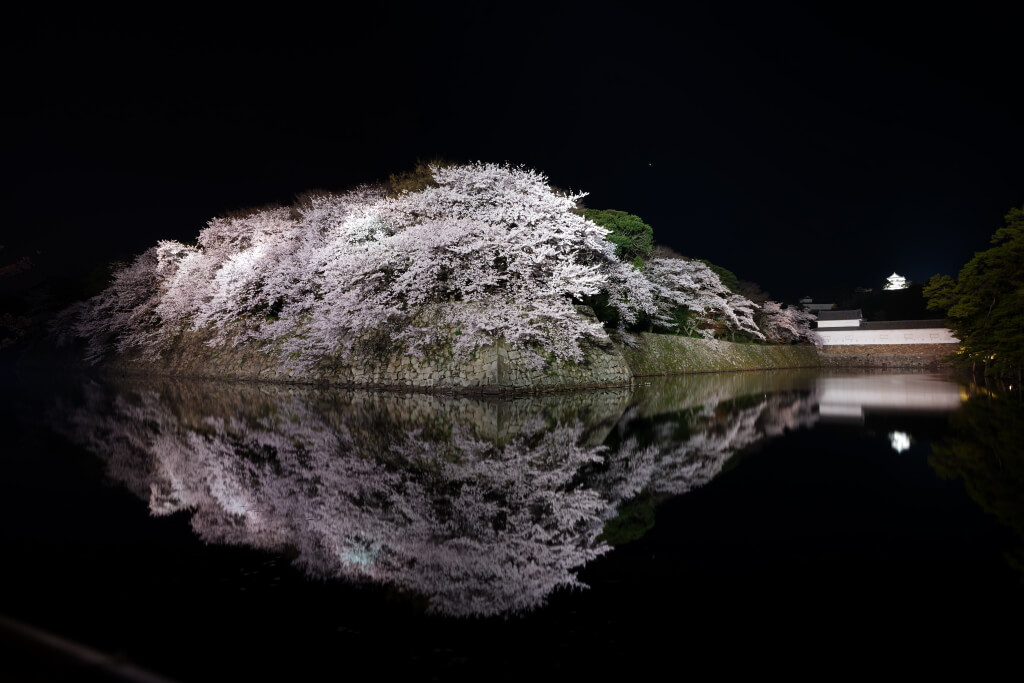 彦根城いろは松・桜夜景リフレクション、写真スポット/行き方/駐車場  