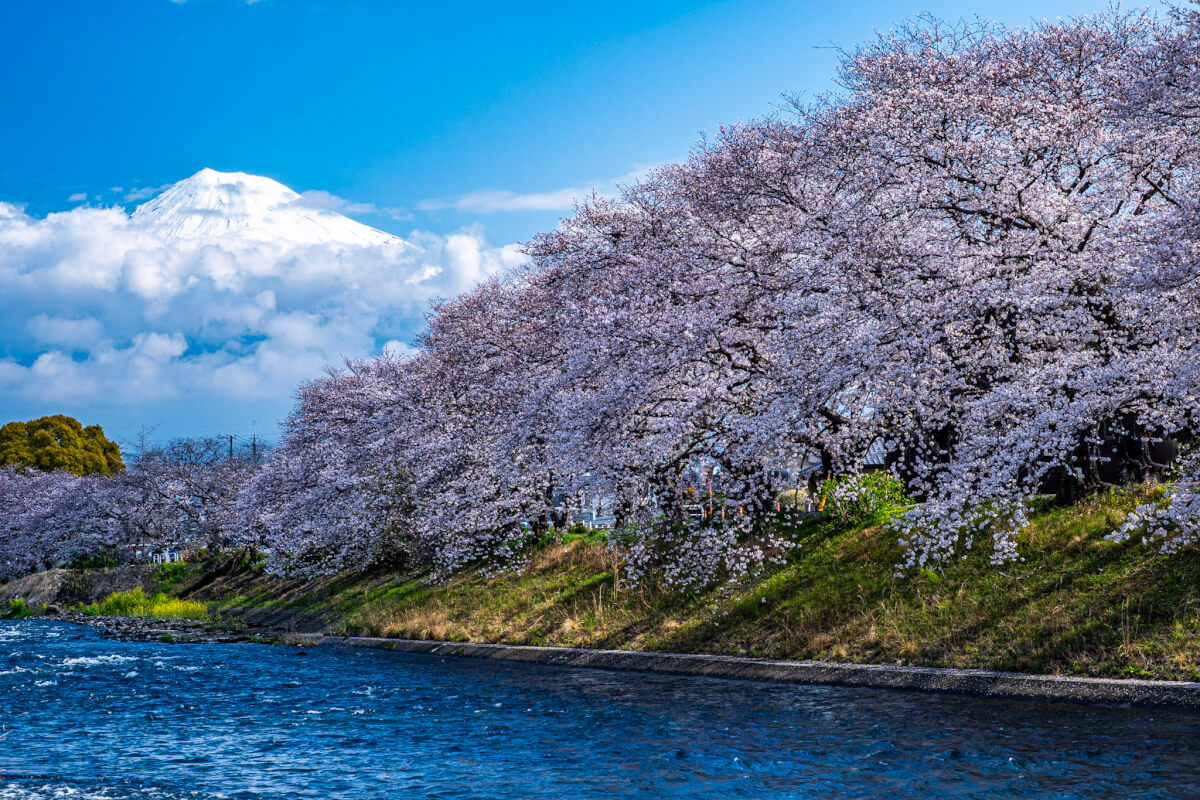 龍厳淵の桜並木富士山