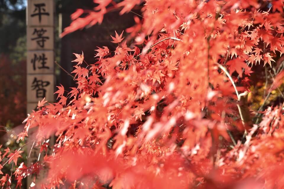 雲興寺の紅葉写真1