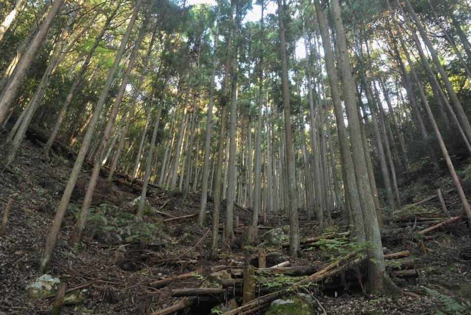 愛知県民の森トレイルランコース２.jpg