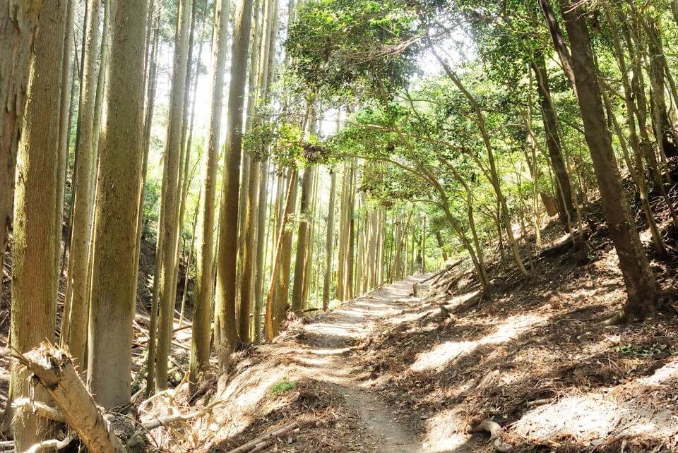 京都一周トレイルランニング東山コース14.jpg