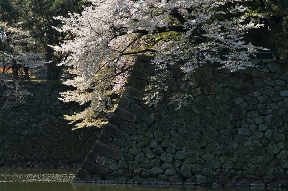 名古屋城_桜画像3.jpg