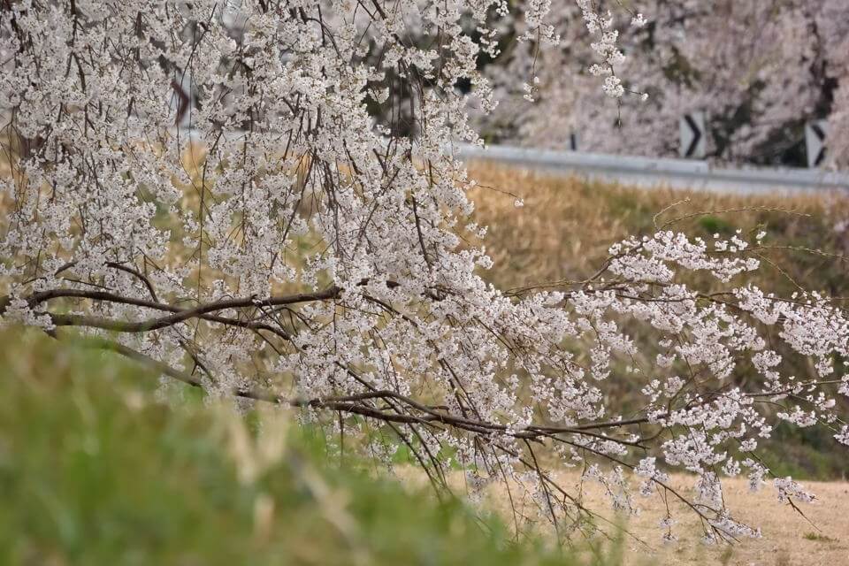 桜写真_木曽川堤2.jpg
