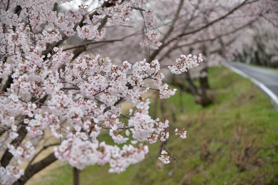 桜写真_木曽川堤5.jpg
