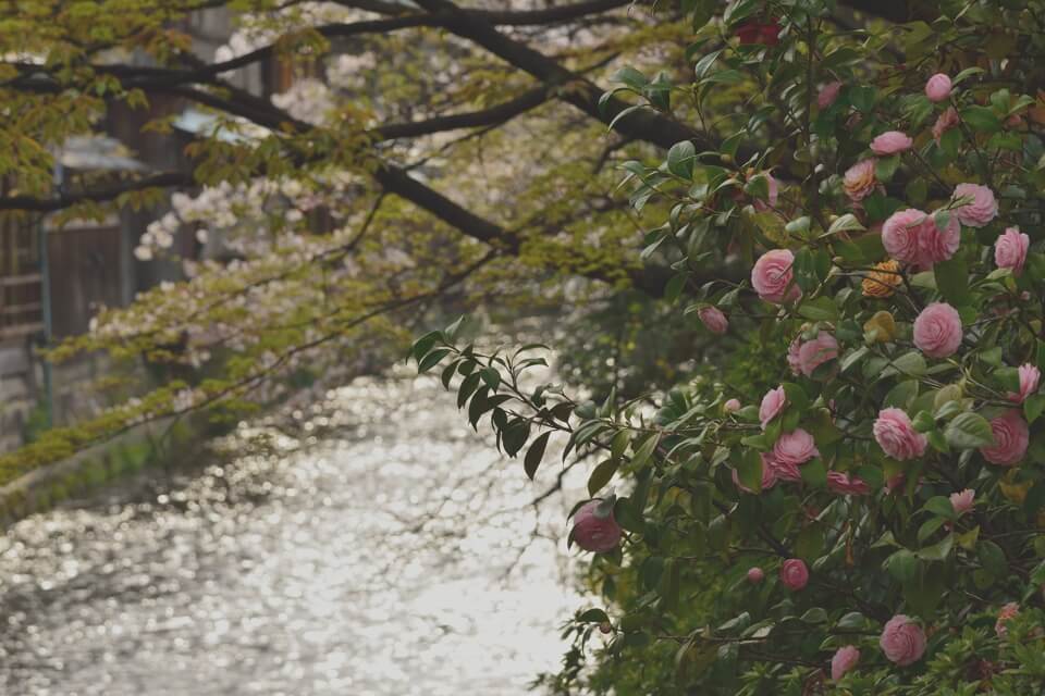 桜写真_祇園白川6.jpg