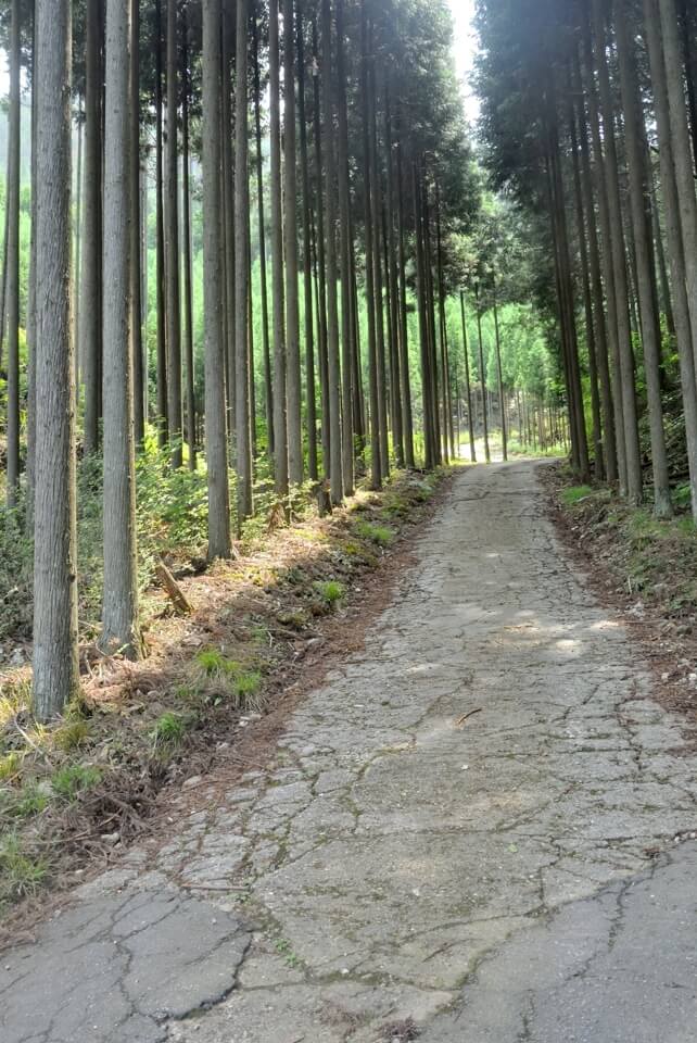 京都一周トレイル_西山コース21.jpg