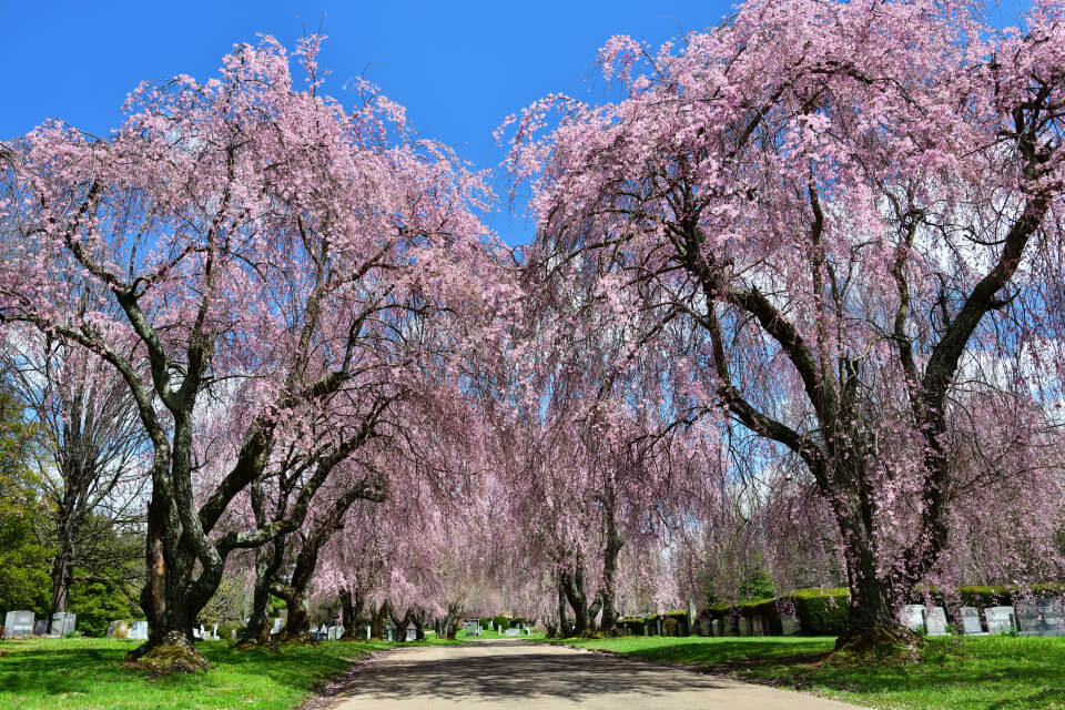 レキシントン墓地の桜写真2.jpg