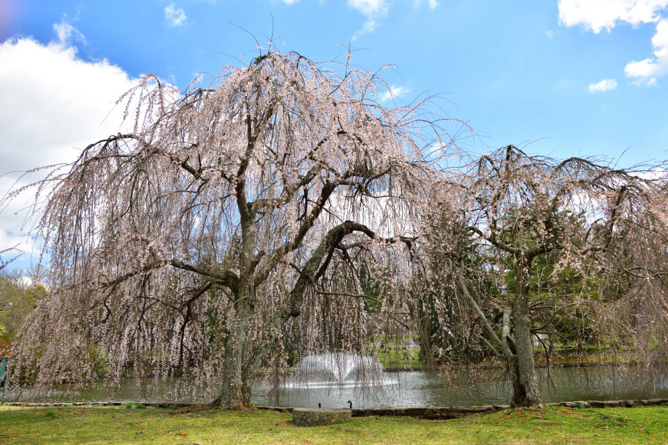 レキシントン墓地の桜写真5.jpg