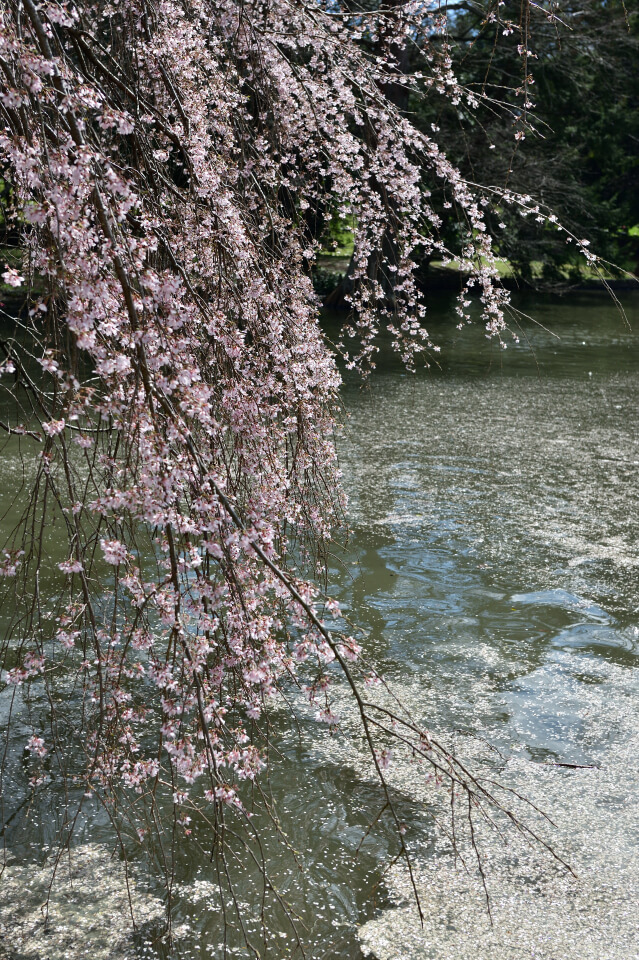 レキシントン墓地の桜写真6.jpg