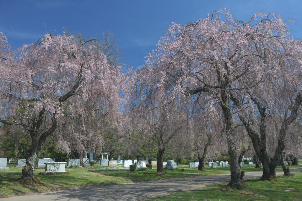桜の名所レキシントン墓地
