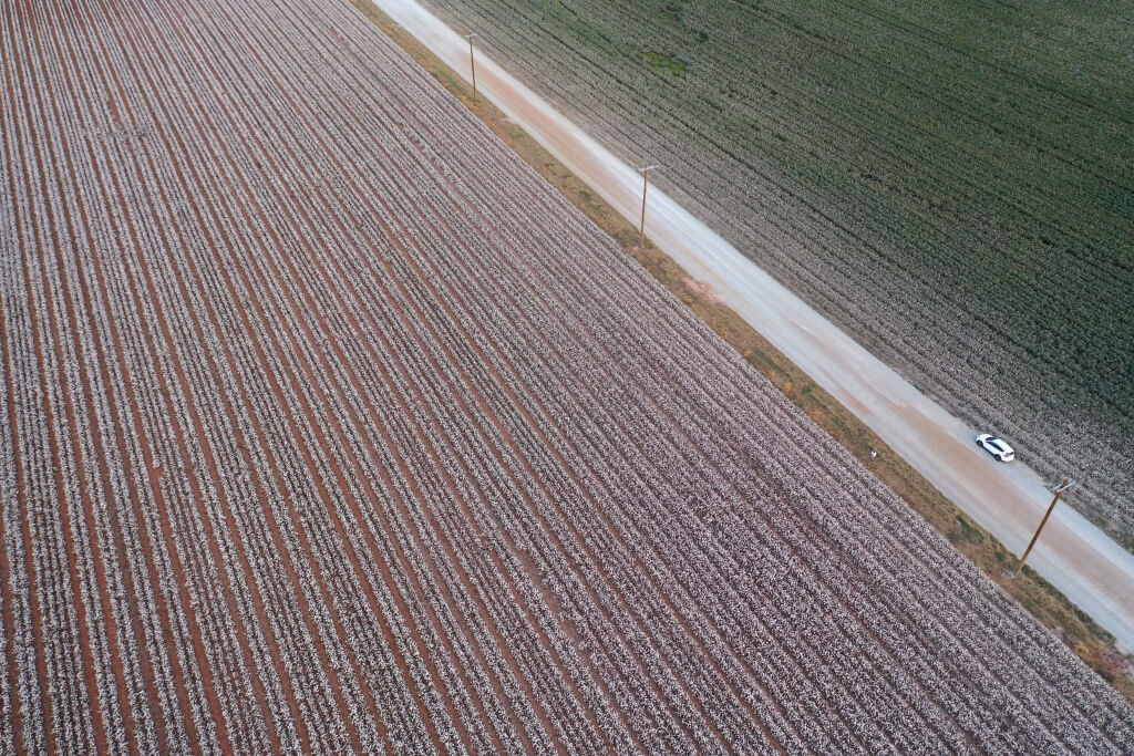 綿花コットン畑の写真北米南部