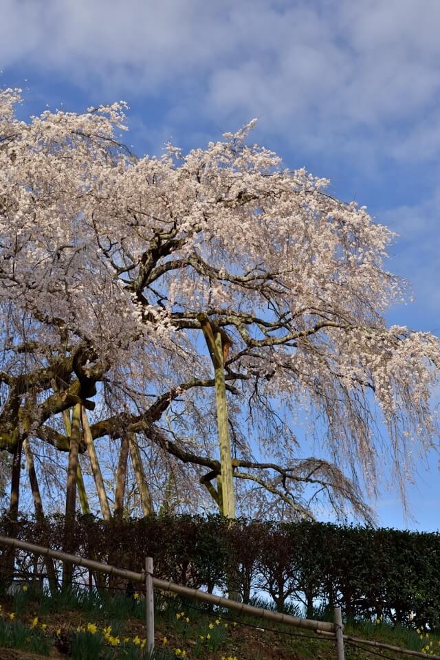 奥山田しだれ桜の名所写真