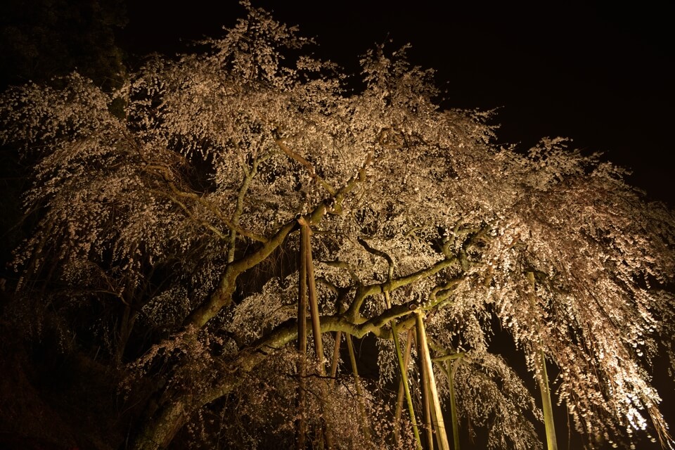 奥山田の夜桜写真