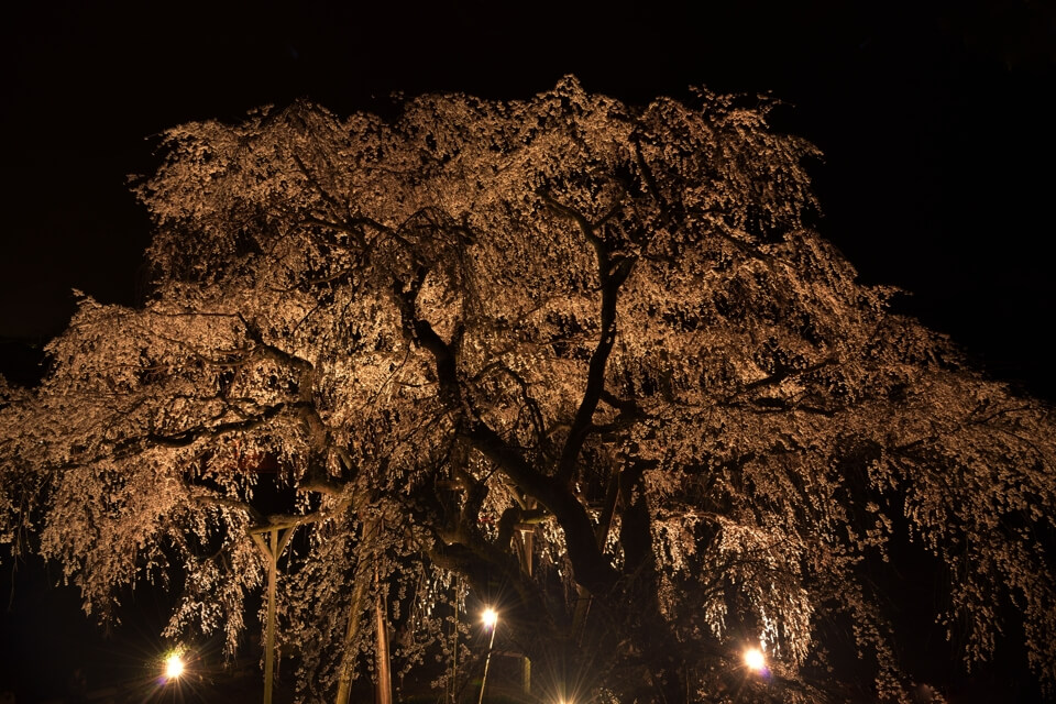 奥山田の夜桜写真