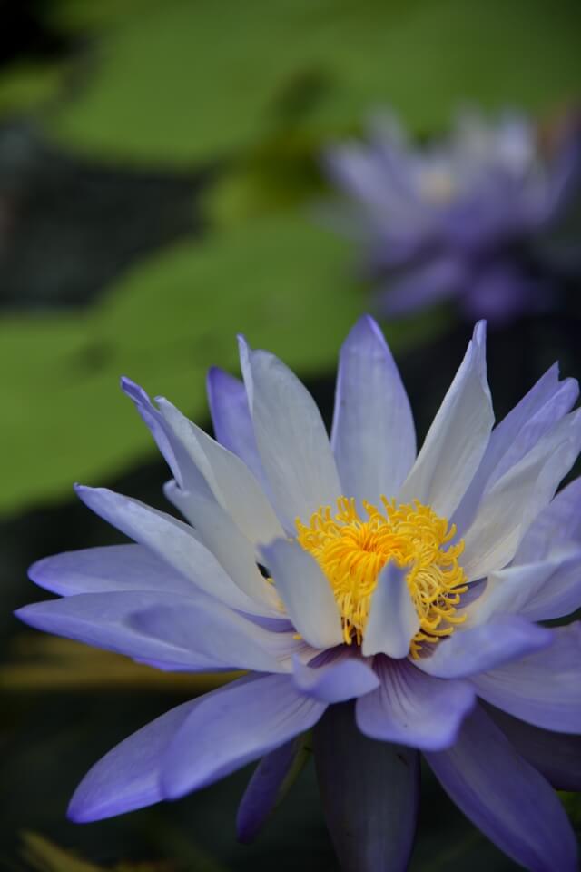 掛川花鳥園・温室と花の写真