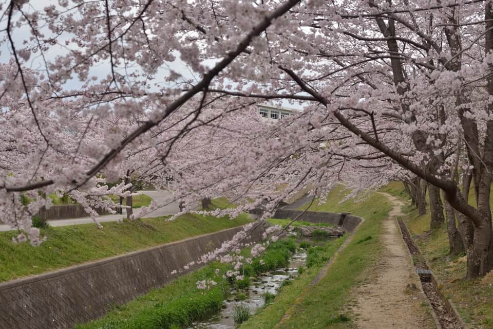 水無瀬川の桜写真