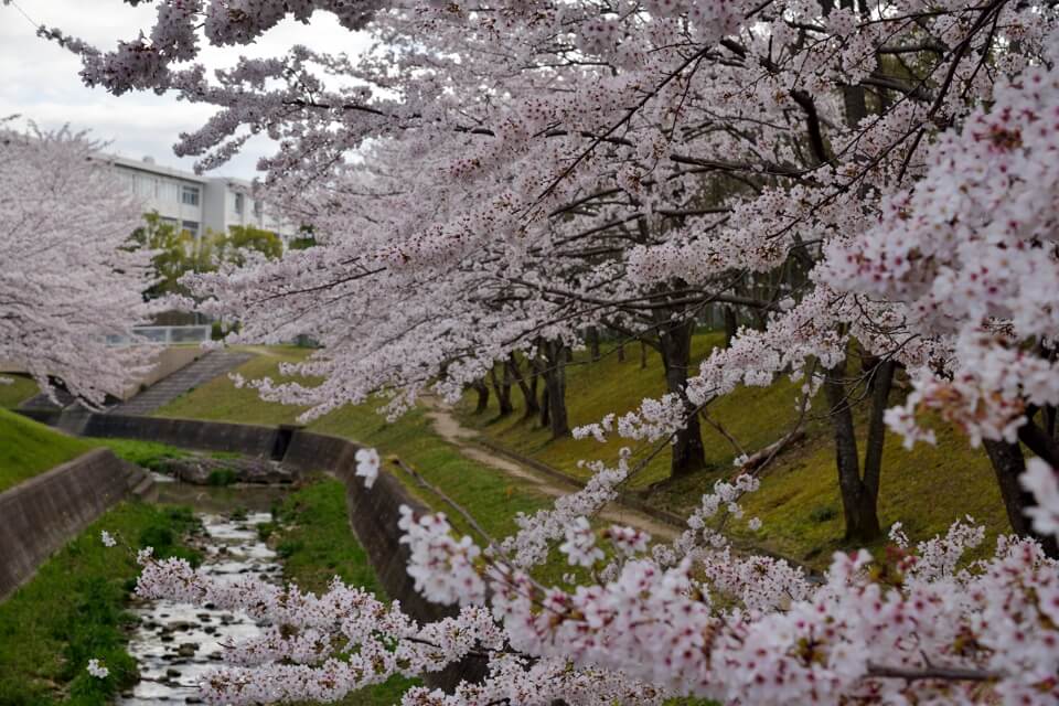 水無瀬川の満開の桜写真