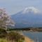 田貫湖・桜と富士山の写真