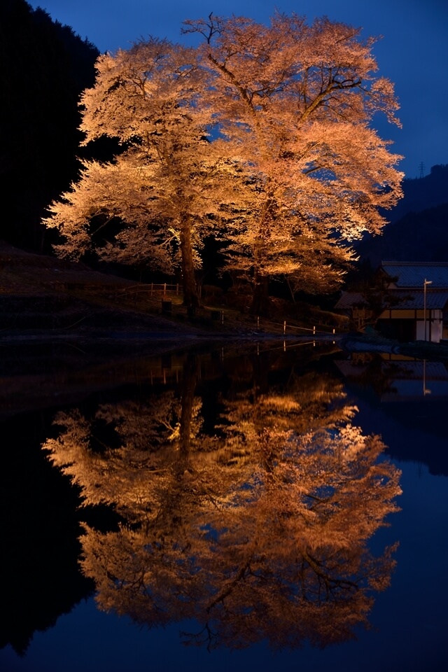 苗代桜の夜景写真