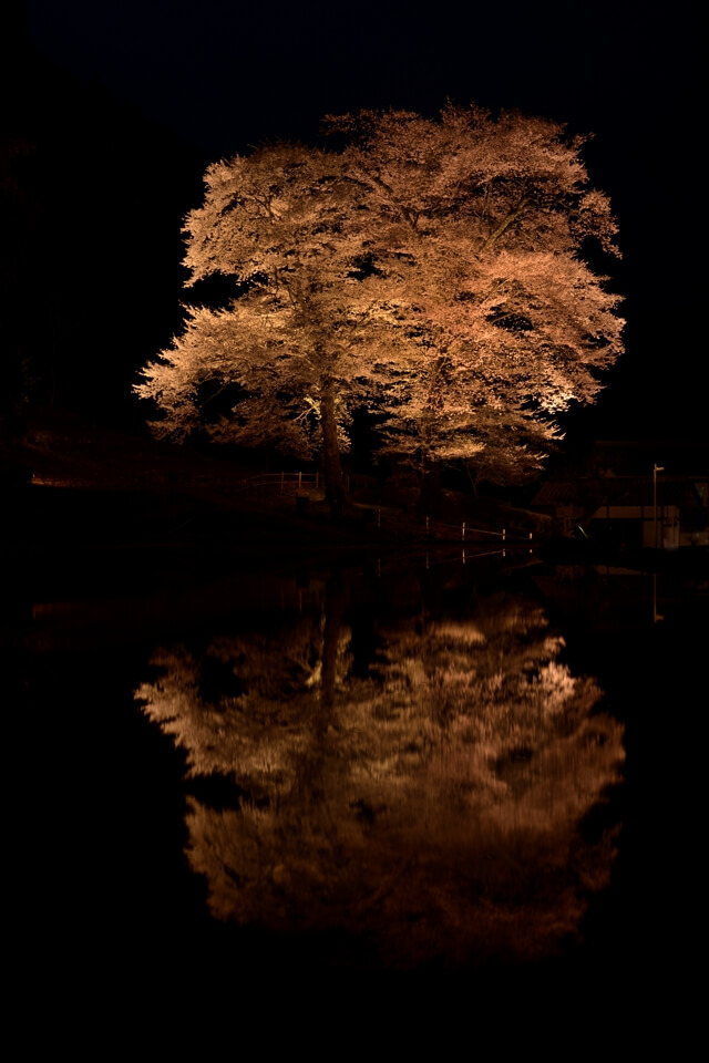 苗代桜の夜景写真
