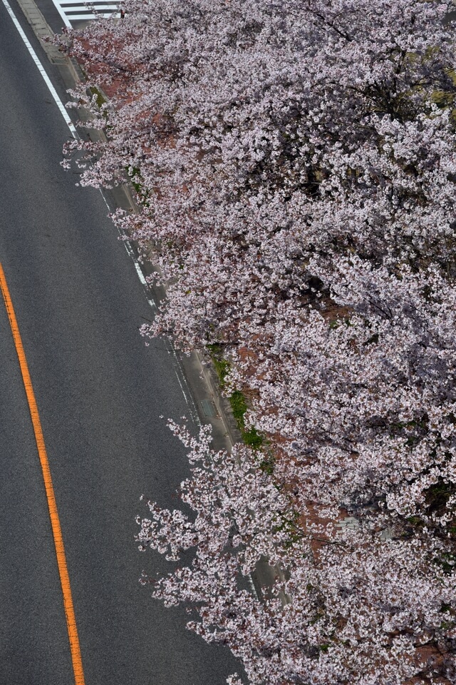 鞍ヶ池公園の桜名所写真