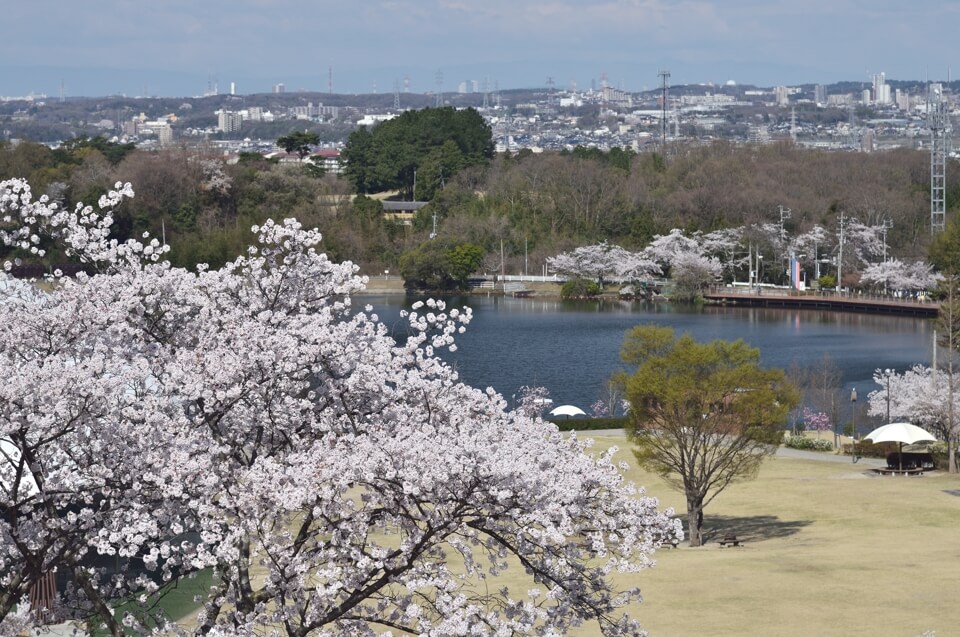 鞍ヶ池公園の桜名所写真