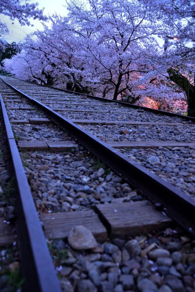 インクライン桜写真