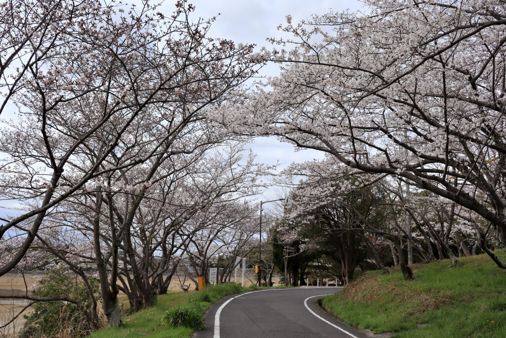 三好公園の桜写真