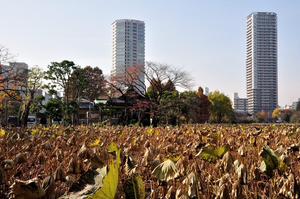 上野公園・東京国立博物館の写真