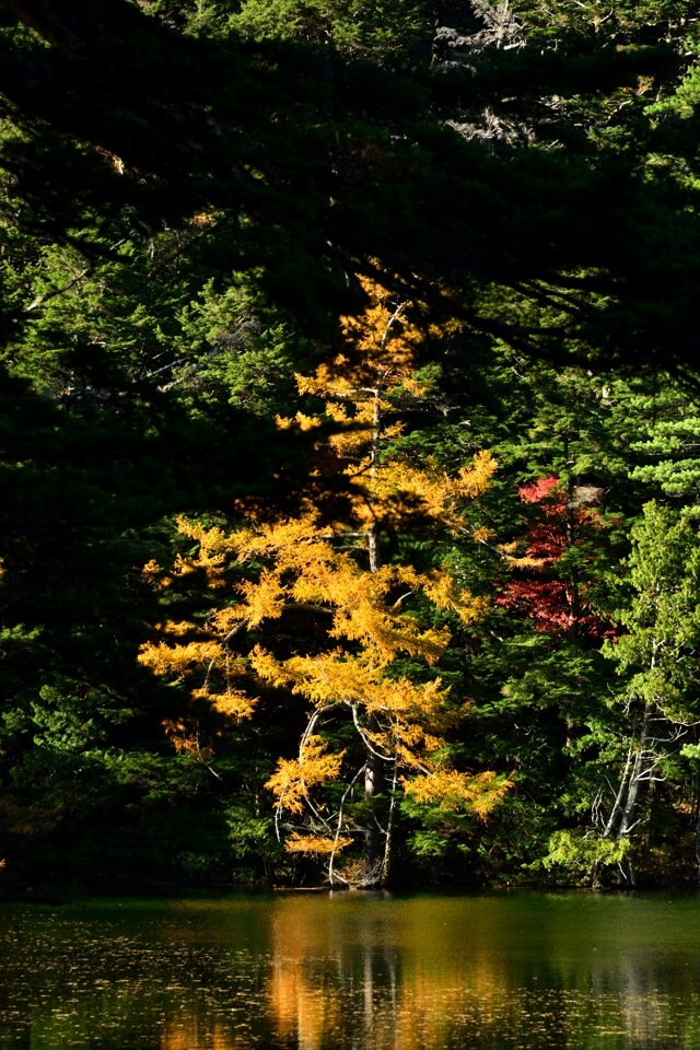 上高地の秋紅葉写真
