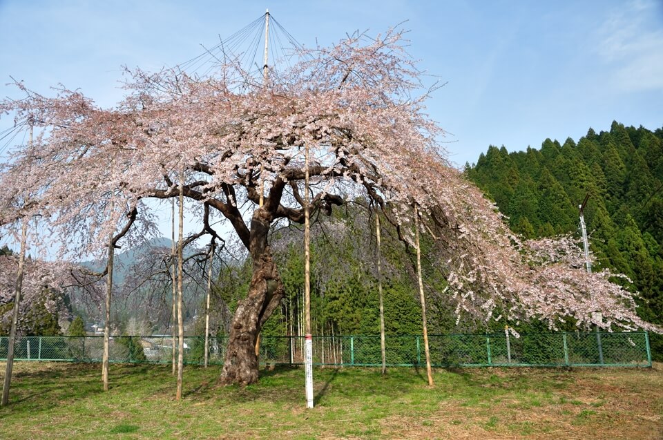 八橋ウバヒガン桜の写真