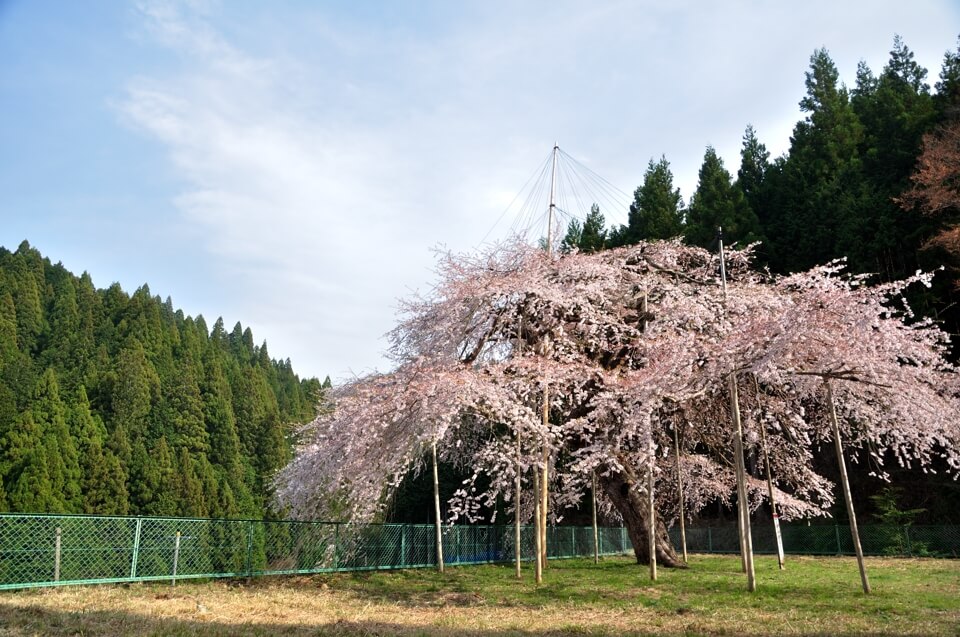 八橋ウバヒガン桜の写真
