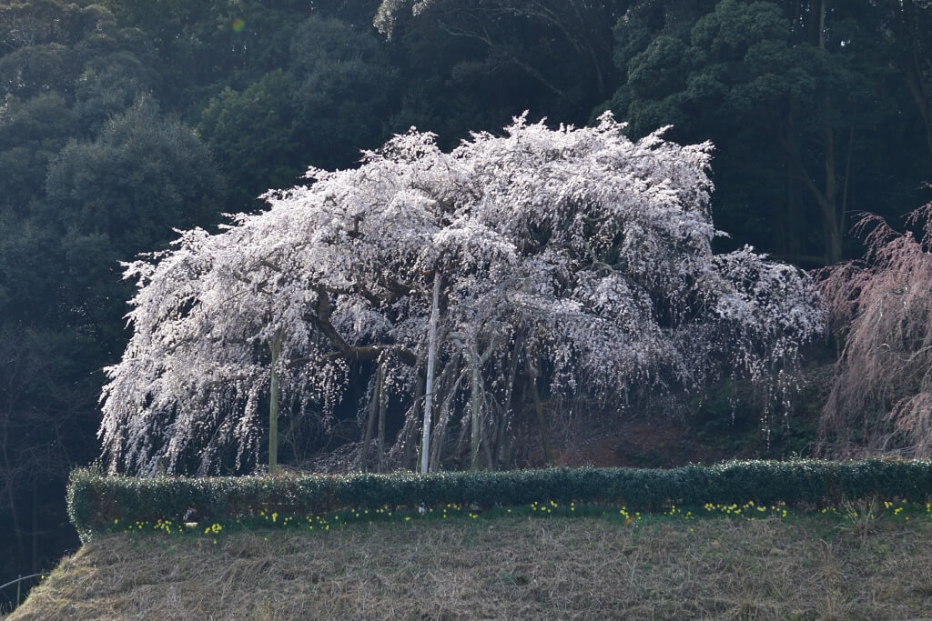 奥山田の枝垂れ桜写真
