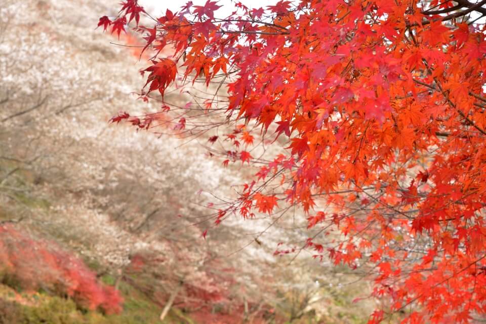 小原四季桜の写真、紅葉・サクラ