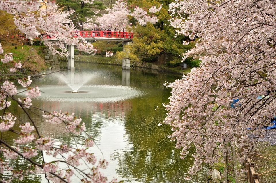 岡崎城は桜の写真名所、一眼レフ写真撮影スポット