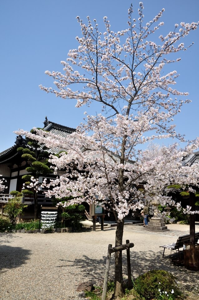 帯解寺の桜写真
