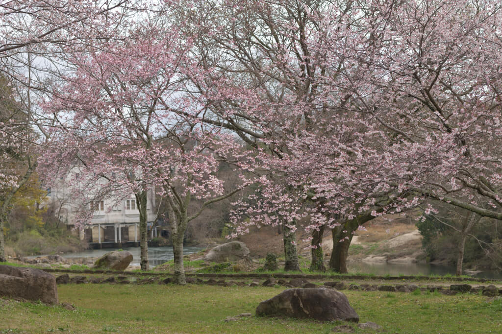 平戸橋公園桜写真