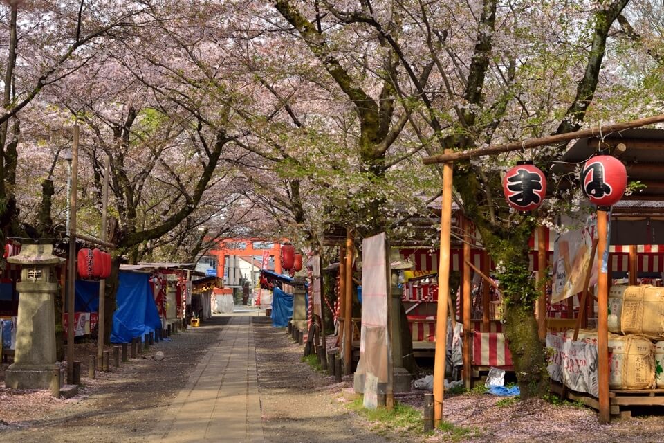 平野神社の写真、京都一番の桜名所・一眼レフ写真撮影スポット