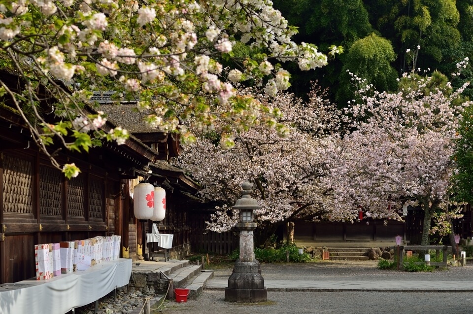 平野神社の写真、京都一番の桜名所・一眼レフ写真撮影スポット