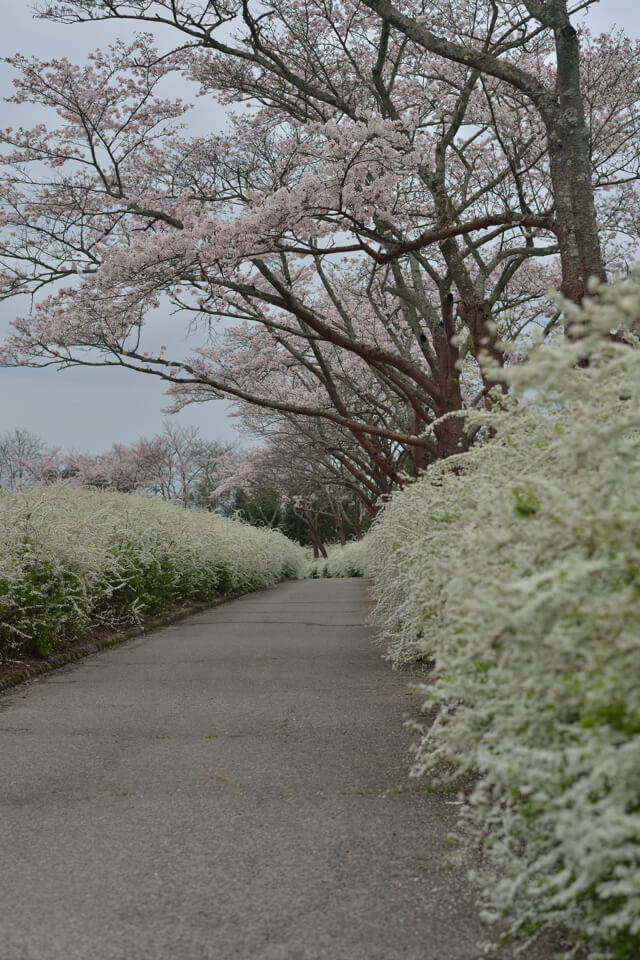 愛知県緑化センター・桜とユキヤナギ写真