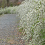 愛知県緑化センター桜ユキヤナギ写真