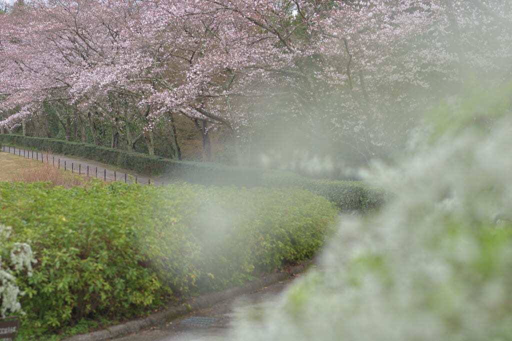 愛知県緑化センター桜ユキヤナギ写真