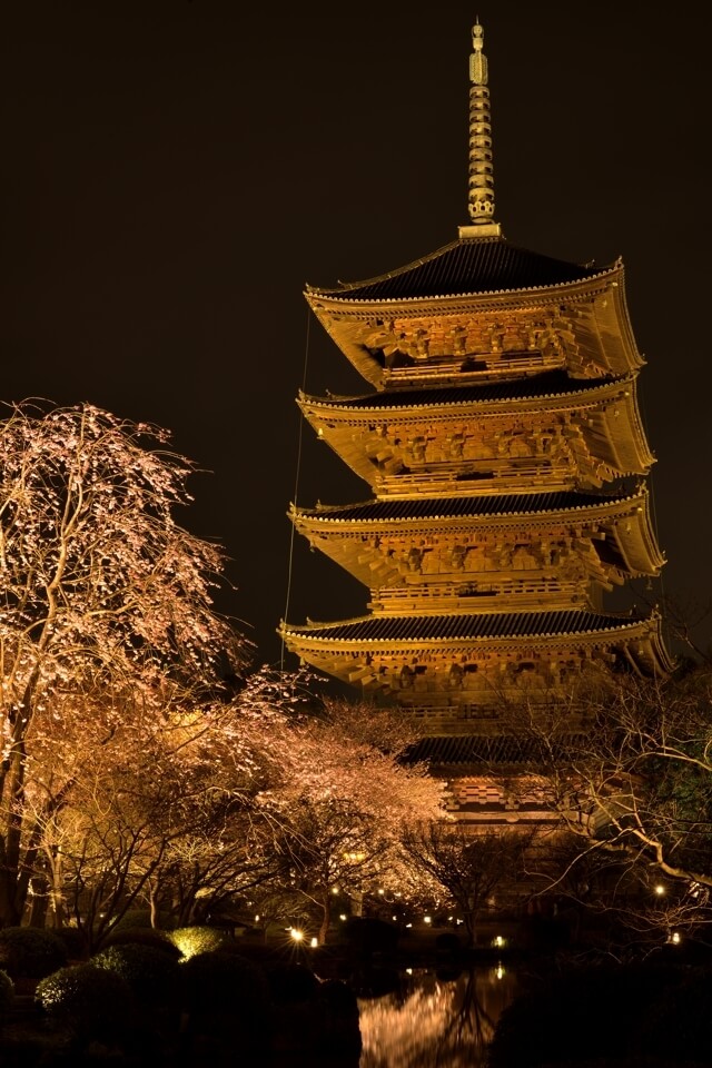 京都・東寺の夜桜写真