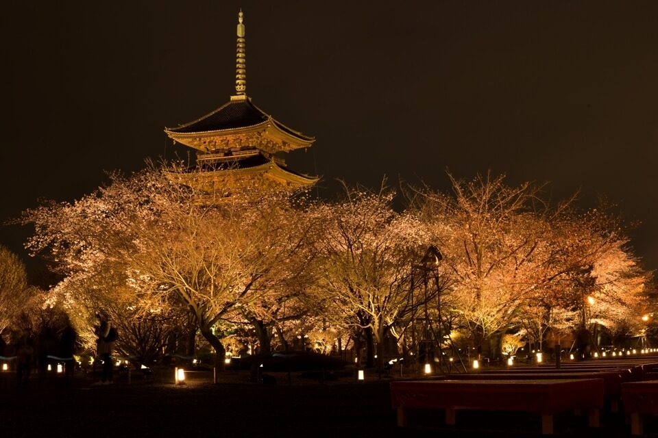 京都・東寺の夜桜写真