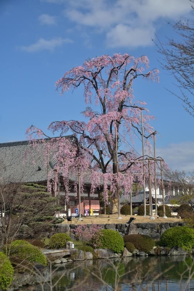 東寺・五重塔の桜写真