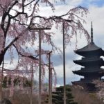 東寺・五重塔の桜写真