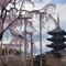東寺・五重塔の桜写真