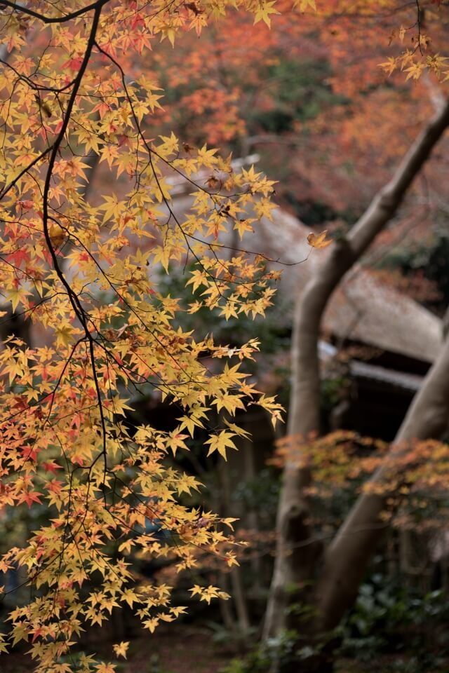 祇王寺の紅葉写真